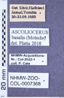 Etikette zu Ascoliocerus basalis (Motschulsky, 1859) (NHMW-ZOO-COL-0007368)